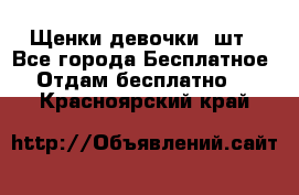 Щенки девочки 4шт - Все города Бесплатное » Отдам бесплатно   . Красноярский край